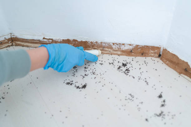 Best Affordable Pest Control Services  in Lincoln, MO